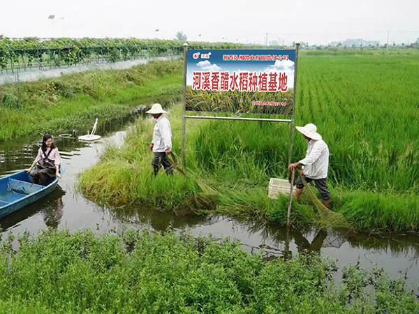 河溪香醋水稻種植基地